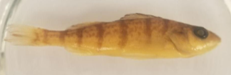 <p>Ganoid, cycloid, or ctenoid scales</p>