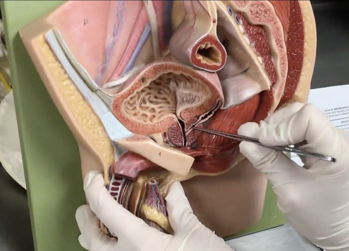 <p>Description: Exocrine gland located between the inferior part of the to the urinary bladder and base of penis</p><p>Relationship: Contains the ejaculatory duct and prostatic urethra. Transmits both urine and seminal fluid</p>