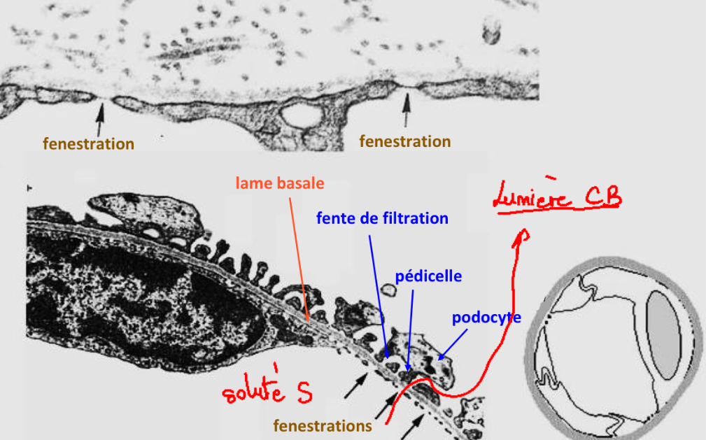 <ul><li><p>= matrice extracellulaire spécialisée et qui constitue un tissu de soutien sur lequel repose les cellules endothéliales</p></li><li><p>Composée de glycoprotéines (collagène) et de protéines (élastine) —&gt; forme un tamis moléculaire qui va permettre le passage de certaines molécules</p></li><li><p>Les grosses protéines NE passent PAS ce tamis</p></li><li><p>Correspond à la fusion de 2 lames basales : lame basale du feuillet interne de la capsule de Bowman sur laquelle repose les podocytes + lame basale du capillaire glomérulaire sur laquelle repose les cellules endothéliales</p></li></ul><p></p>