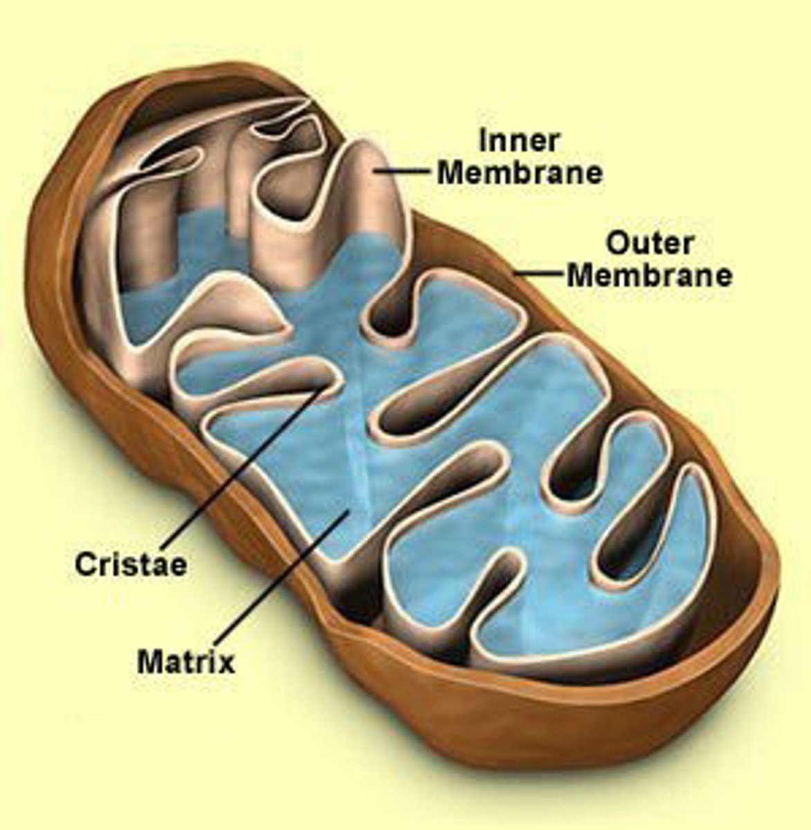 <p>Surrounded by double membrane, inner membrane folded to form cristae. Contains DNA and ribosomes.</p>