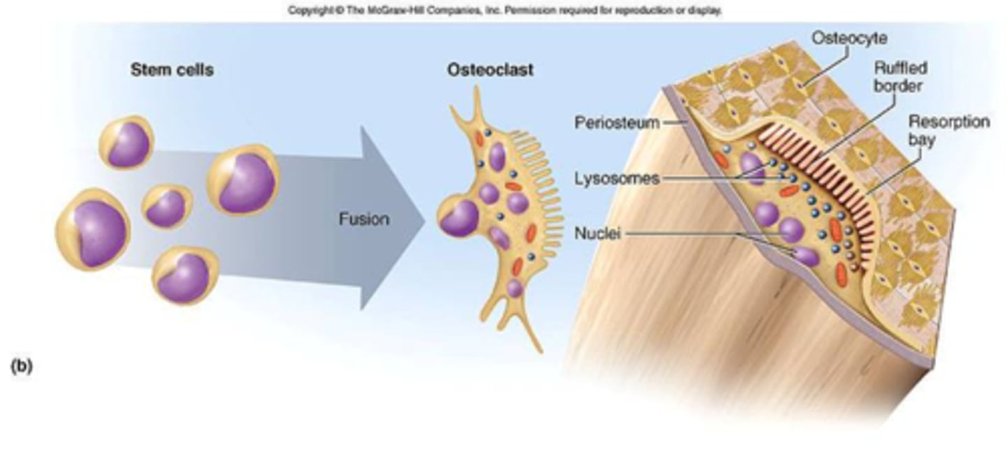 <p>Large cells that resorb or break down bone matrix</p><p>Work to break down bone and thereby add calcium and phosphates to the blood in a process called resorption.</p><p>This is an important process for the growth and repair of bone tissue.</p><p>They originate from the same bone marrow cells which produce monocytes in the blood.</p><p>They fuse together and form large osteoclast cells.</p>
