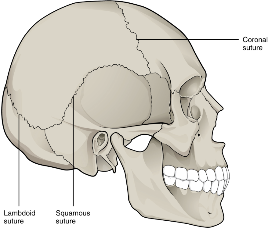 <p>sutures, teeth (gomphosis) and syndesmosis  are classified as _____ joints</p>