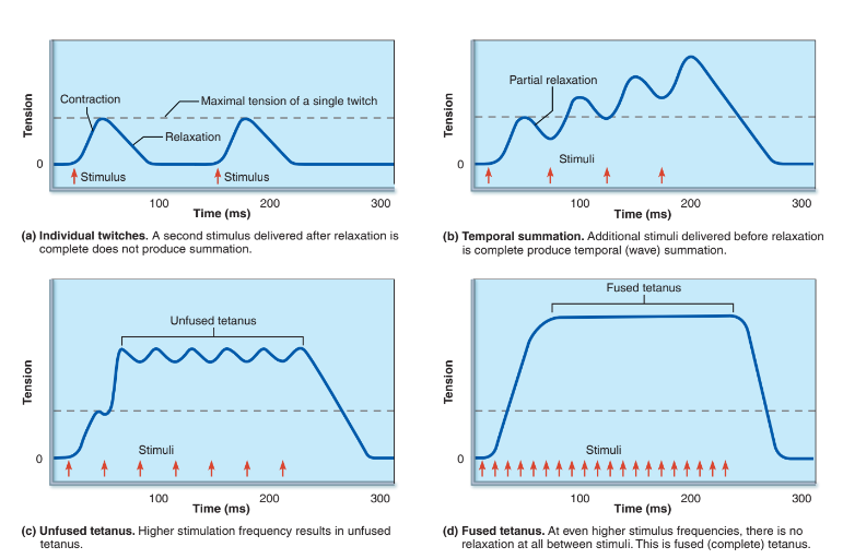 <ol><li><p>is Increase in frequency of stimulation = stronger contraction by same muscles</p></li><li><p>because the second stimulus arrives before the Ca2+ is fully pumped back which means that the tension is still there which allows the second stimulus to ride on its back and produce stronger contraction</p></li><li><p>types are : in the picture</p></li><li><p>fused and unfused tetanus are rare because physiological mechanisms prevent it</p></li><li><p>To produce smooth, continuous muscle contractions </p></li></ol>