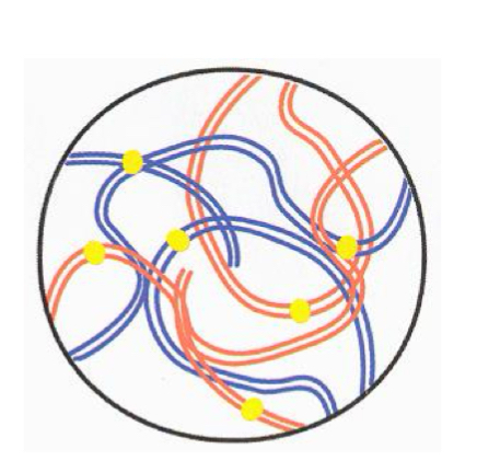 <p>-Start of the Formation of Meiotic spindle</p><p>-Two sister chromatids are so tightly bound that they are indistinguishable to each other</p><p>-chromosomes condensed and bind to the nuclear membrane at their telomeres</p>