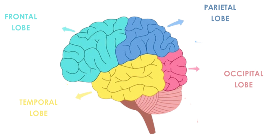 <ul><li><p>Frontal lobe</p></li><li><p>Temporal lobe</p></li><li><p>Occipital lobes</p></li><li><p>Parietal Lobes</p></li></ul><p></p>