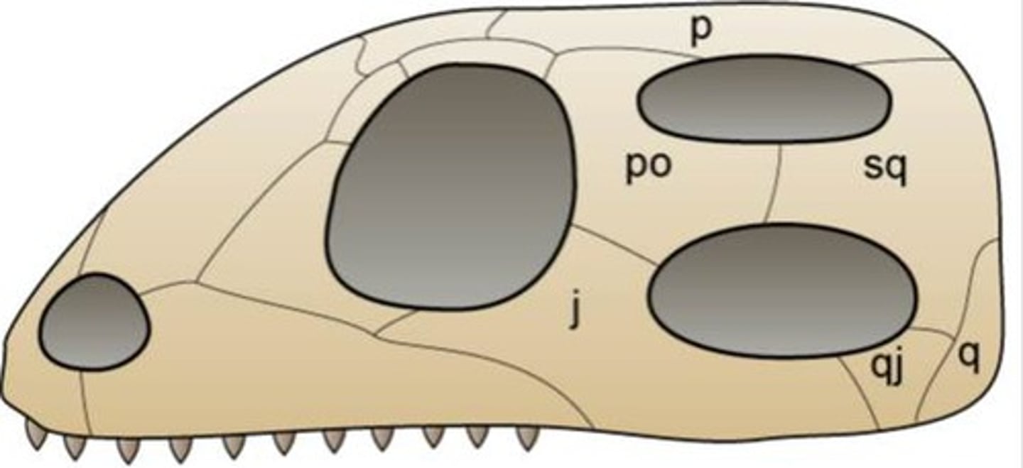 <p>term for mammal have two temporal fenestra</p><p>-found in birds, reptiles, and dinosaurs.</p>