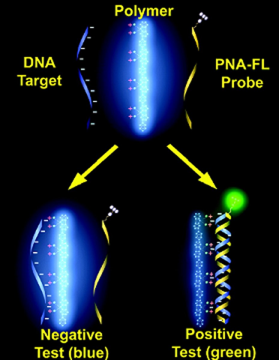 <p>Short section of single stranded DNA used to bind to a complementary sequence of bases. Used to identify specific sections of DNA, following electrophoresis and Southern blotting.</p>