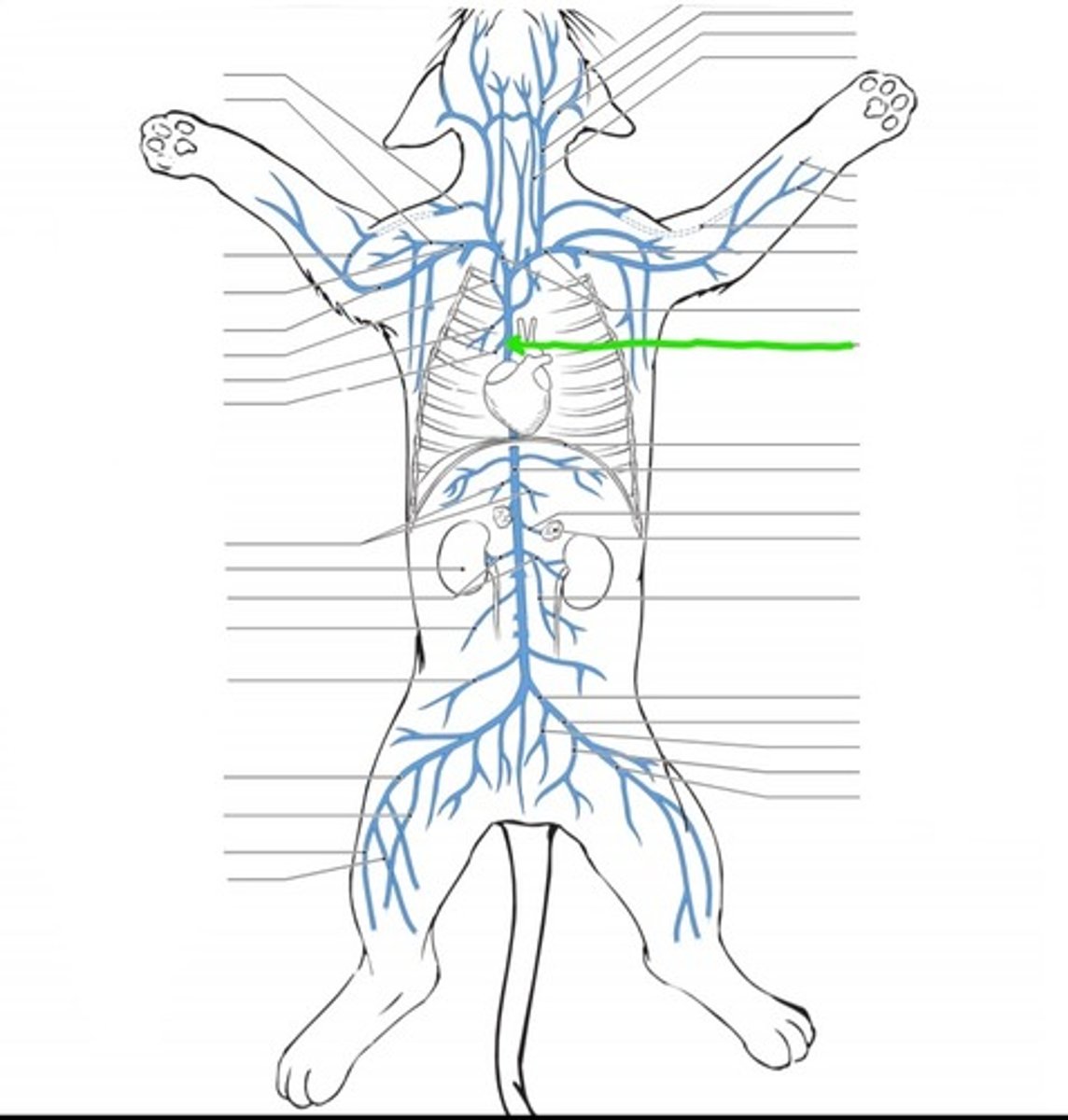 <p>identify the vein</p>