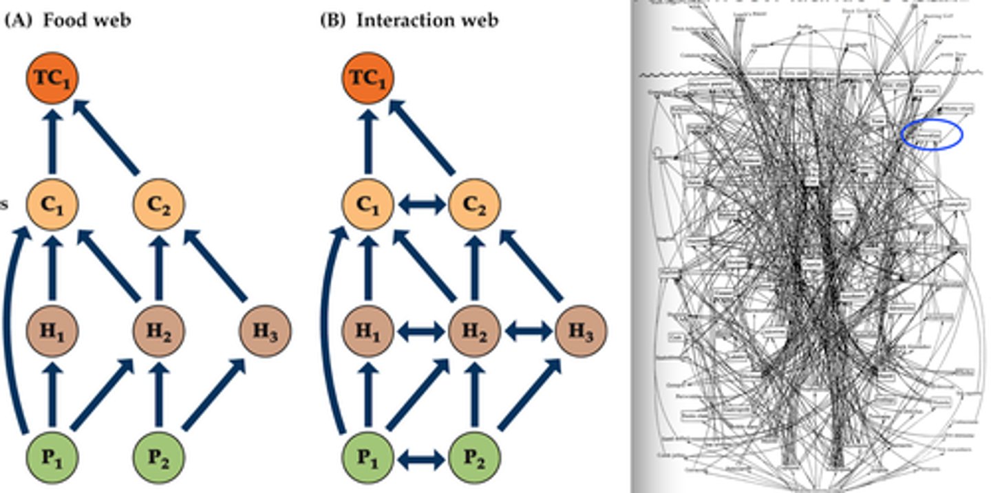 <p>different...but basically food web is a simple interaction web</p><p>- food web shows trophic (vertical) level connections (simple but often excludes symbionts/detrivores and interaction strength)</p><p>- interaction web shows trophic (vertical) and nontrophic (horizontal) connections (accurate but still no interaction strength</p>