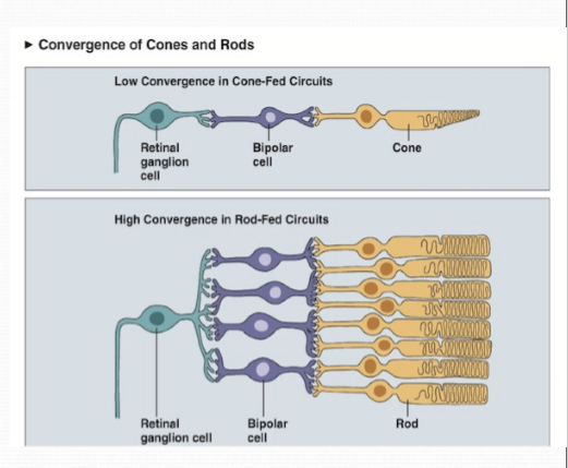 <ol><li><p>Fewer photons necessary to elicit similar response in rods vs cones</p></li><li><p>Cone response must rise about the noise, as spontaneous isomerization rates of cone opsins are greater than rhodopsin </p></li><li><p>Convergence of photoreceptors to a single retinal ganglion cell is greater in rods than cones. Any photon within several rods will trigger an action potential in a RGC. </p></li></ol><p></p>