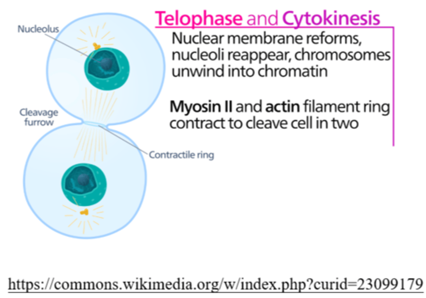 <p>telophase</p><p>(karyokinesis = nuclear division - notice the formation of 2 nuclei)</p>