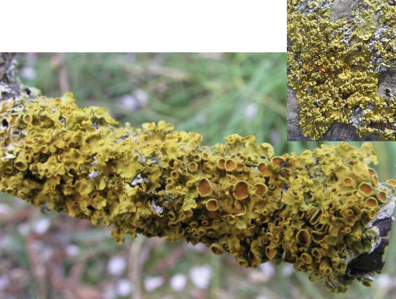 <p>Identificar el líquen</p>