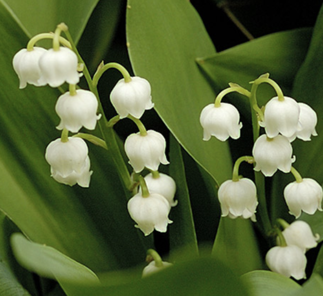 <p>Name This Flower</p>