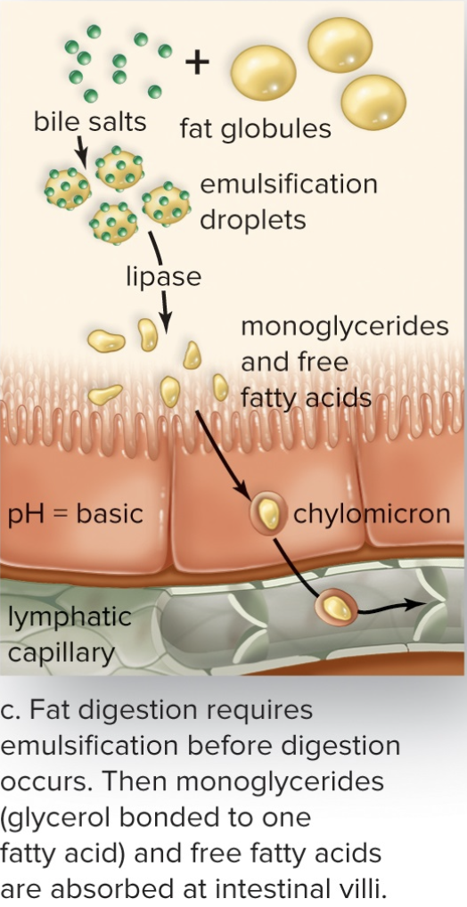 <ul><li><p>Break down fats</p></li><li><p>Sends simple fats (monoglycerides) to lymphatic system</p></li></ul>