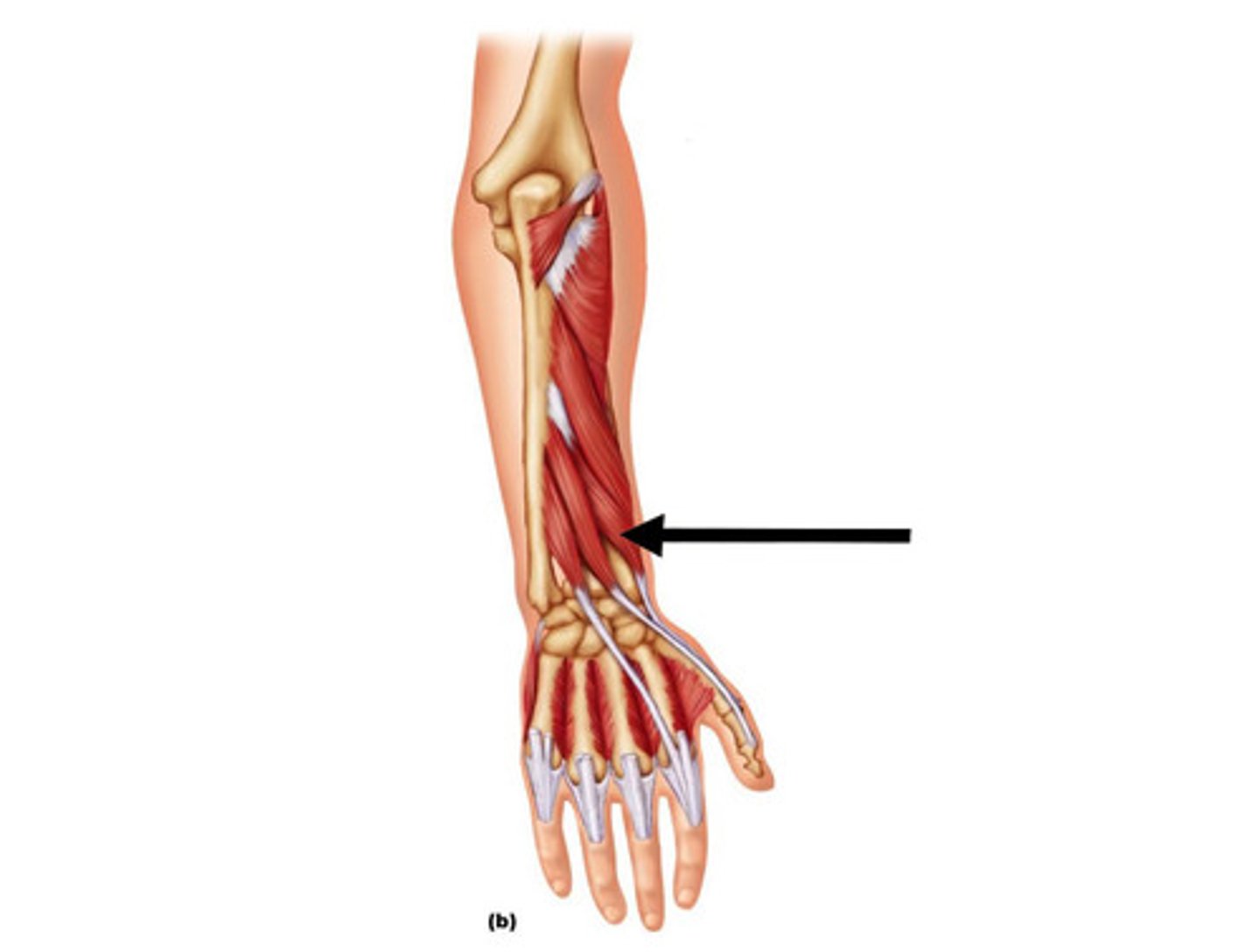 <p>A muscle that extends the proximal phalanx of the thumb.</p>
