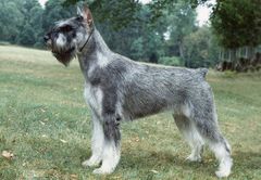 <p>What is this coat colour called?</p>