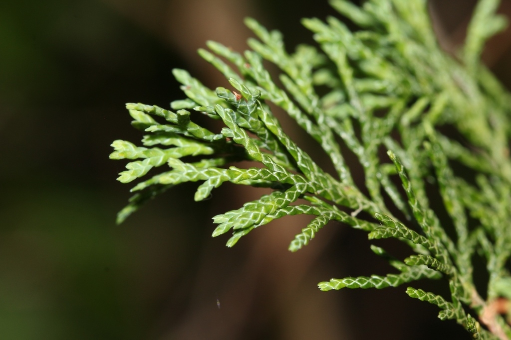 <p>opposite, scale-like foliage, small globous seed cones with 6-10 scales</p>