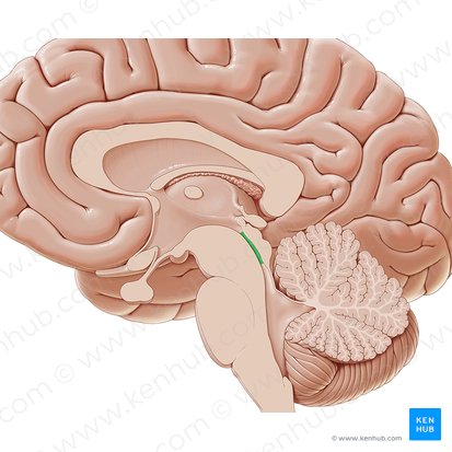 <p>a fluid filled canal that runs through the midbrain connecting the 3rd and 4th ventricles </p>