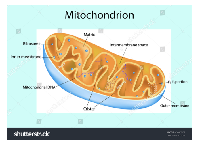 <p>Mitochondria are the sites of aerobic respiration</p><p>They provide all of the energy a cell requires - so more active cells (eg. muscles) will have greater numbers of mitochondria </p><p>They have a double membrane where the inner is folded to form cristae where ATP is produced.</p><p>Inside is the matrix which contains enzymes involved in respiration</p><p></p>