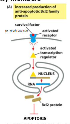 <p>stimlating transcription of genes encoding anti-apoptotic BCL2 family members </p><ul><li><p>EpoR → STAT → BCLX </p></li></ul><p></p>