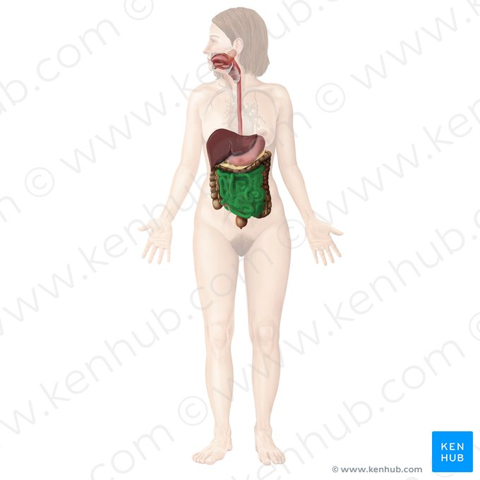 <p>the part of the digestive tract located between the stomach and the large intestine, where most of the digestion and absorption of nutrients occurs.</p>