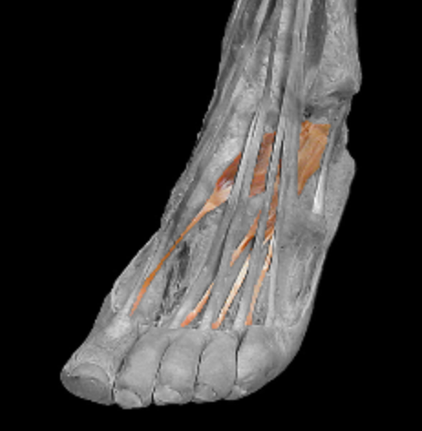 <p>origin: calcaneus, inferior extensor retinaculum </p><p></p><p>insertion: middle phalanges of II-IV</p><p></p><p>action: extend toes </p><p></p><p>innervation: deep fibular nerve </p>