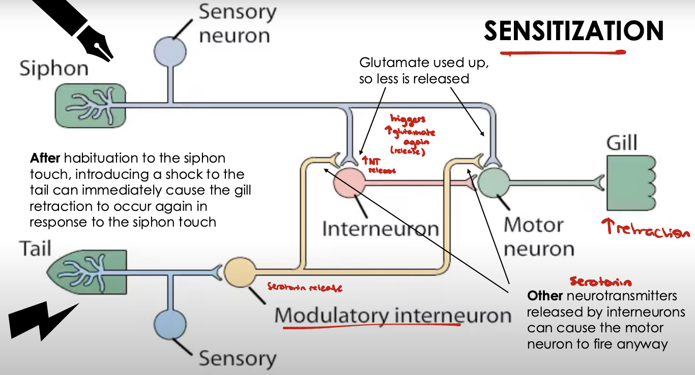 <ul><li><p>After habituation to siphon touch, introducing a shock to the tail can immediately cause gill retraction behaviour to increase again in response to siphon touch</p></li><li><p>Shock to tail triggers tail sensory neuron</p><ul><li><p>Passes signal to modulatory interneuron</p></li><li><p>Modulatory interneuron releases serotonin to override reduced glutamate release → trigger motor neuron firing → <span>↑ gill retraction</span></p></li></ul></li></ul><p></p>