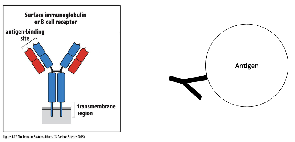 <ul><li><p>BCR = immunoglobin = antibody</p></li><li><p>BCRs bind <strong>whole, intact antigens</strong></p></li><li><p>Bind to whole antigen’s in their&nbsp;<strong>natural conformation</strong></p><ul><li><p>No need to process antigen</p></li></ul></li></ul><p></p>