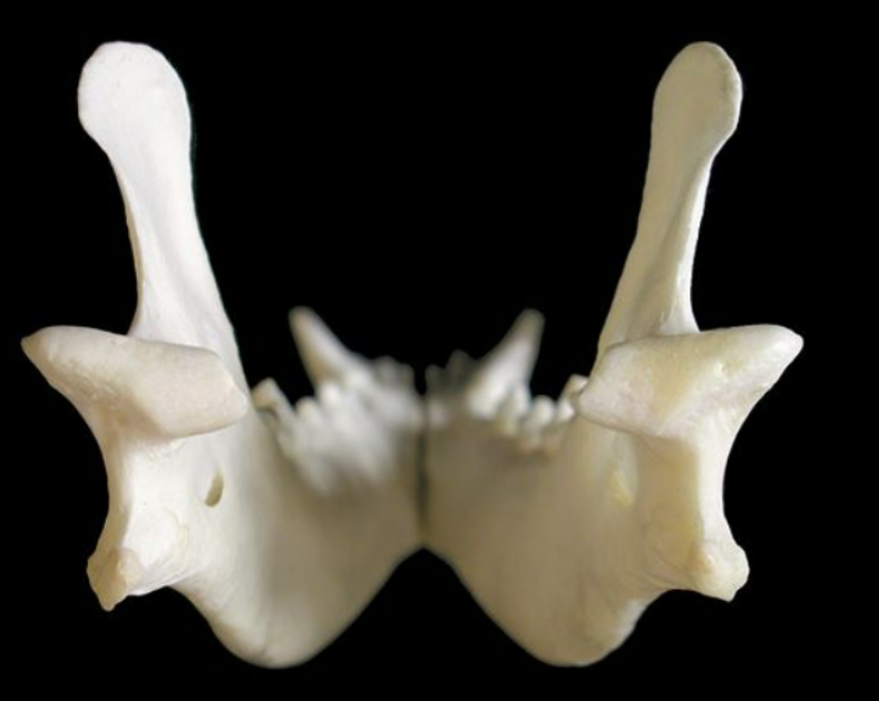 <ol><li><p>mandibular foramen: this is where mandibular alveolar BV and nerves enter to supply teeth &amp; lower lip</p></li></ol><p></p>