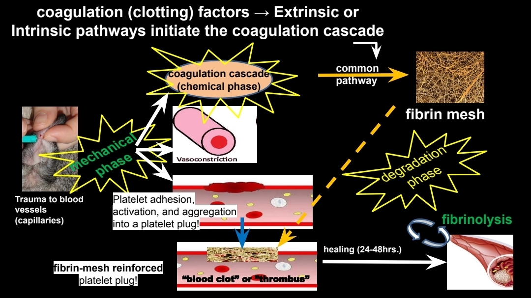 <p>The coagulation cascade </p>
