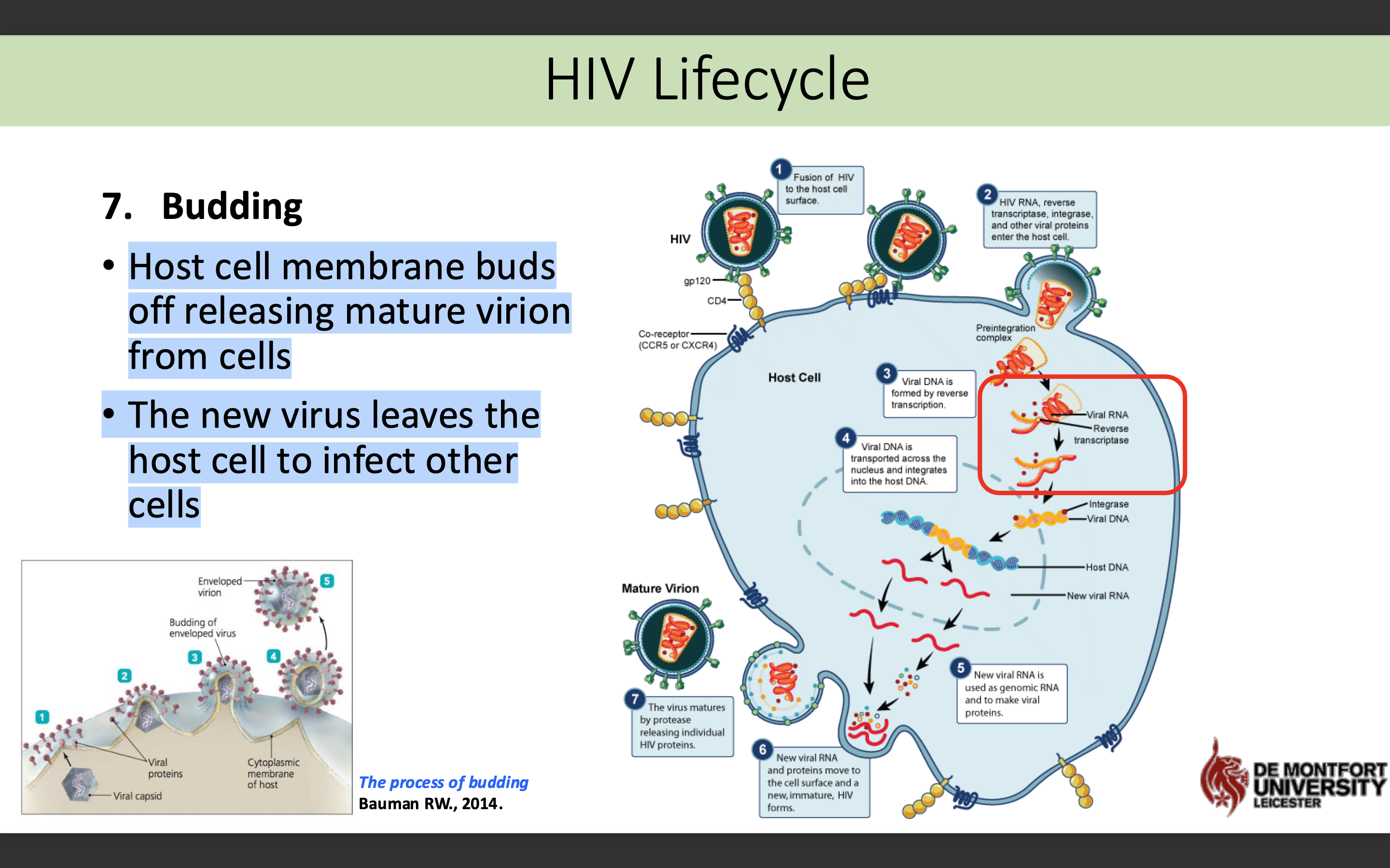 <p>Host cell membrane buds <span>off releasing mature virion </span>from cells</p><p class="p1"><span>The new virus leaves the </span>host cell to infect other cells </p>