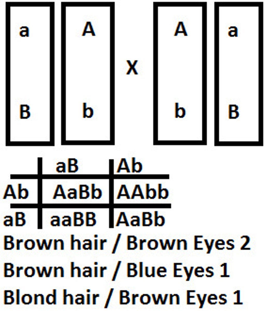 <p>gene loci present on the same autosome that are often inherited together</p>