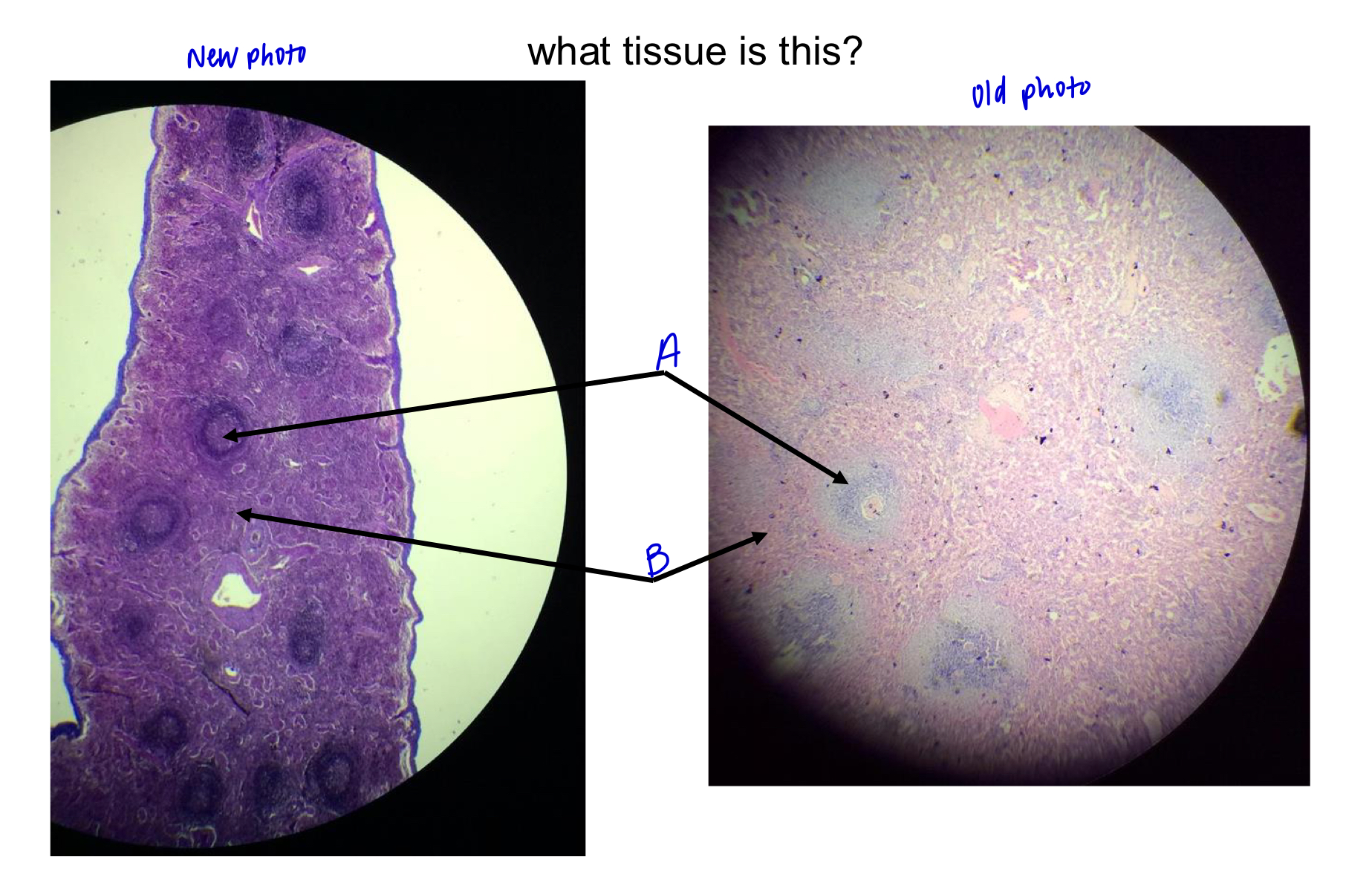 <p>what tissue is this?</p>