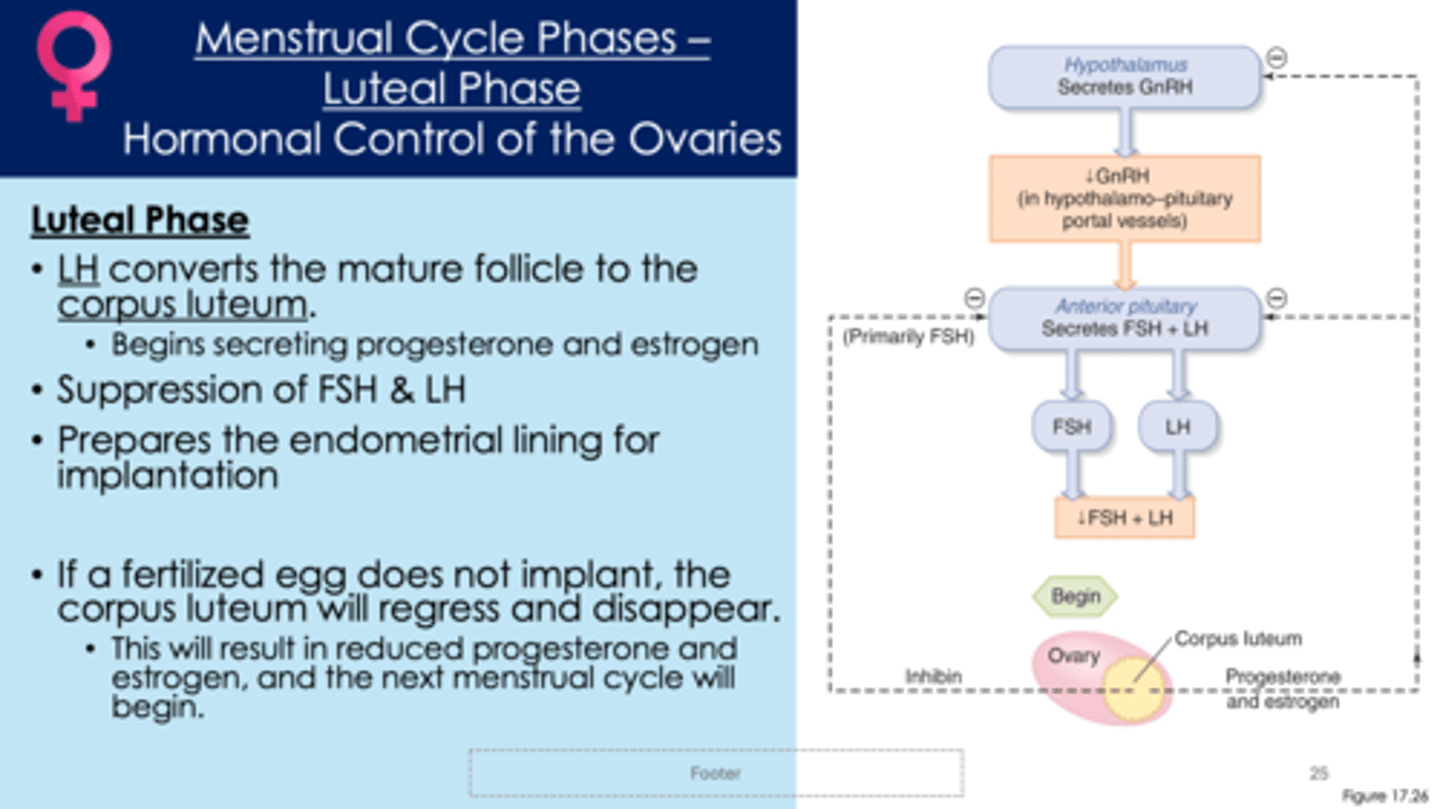 <p>- second half of menstrual cycle</p><p>- the oocyte is available for fertilization</p><p>1. luteinizing hormone (LH) converts the mature follicle to the corpus luteum </p><p>2. corpus luteum creates its own progesterone and estrogen </p><p>3. FSH and LH get inhibited </p><p>4. prepares the endometrial lining for implantation </p><p>5. if a fertilized egg does not implant, the corpus luteum will regress and disappear; progesterone and estrogen decrease; the endometrial lining will be shed, triggering a period </p>