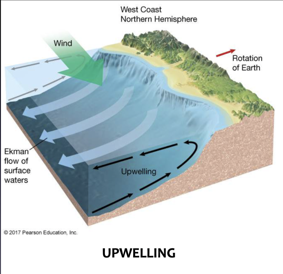 <p>Upward movement of deep, cold, nutrient-rich water to surface waters </p>