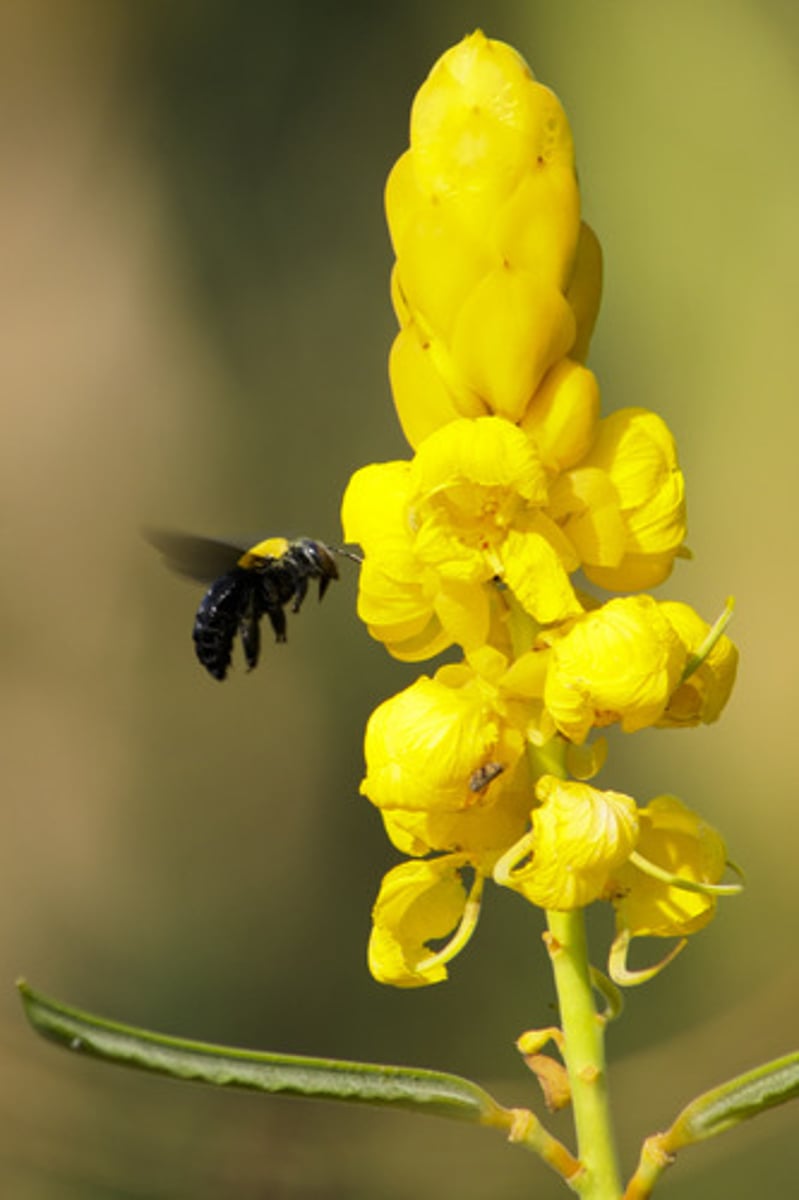 <p>Type of symbiotic relationship in which both species benefit (ex. bacteria in our digestive tract, flowers and pollinators)</p>