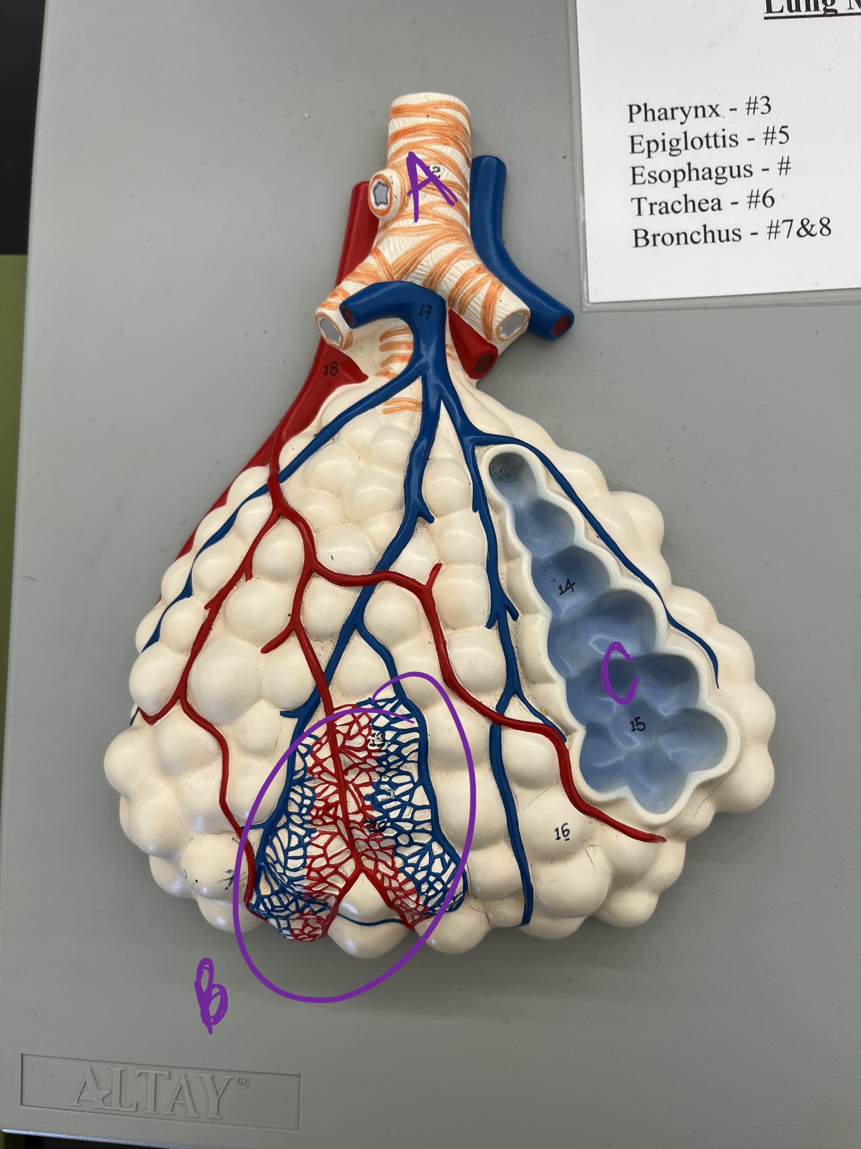 <ul><li><p>label</p></li><li><p>is this pulmonary circulation (blood exchange w/lungs) or systematic circulation (blood exchange to entire body)?</p></li></ul>