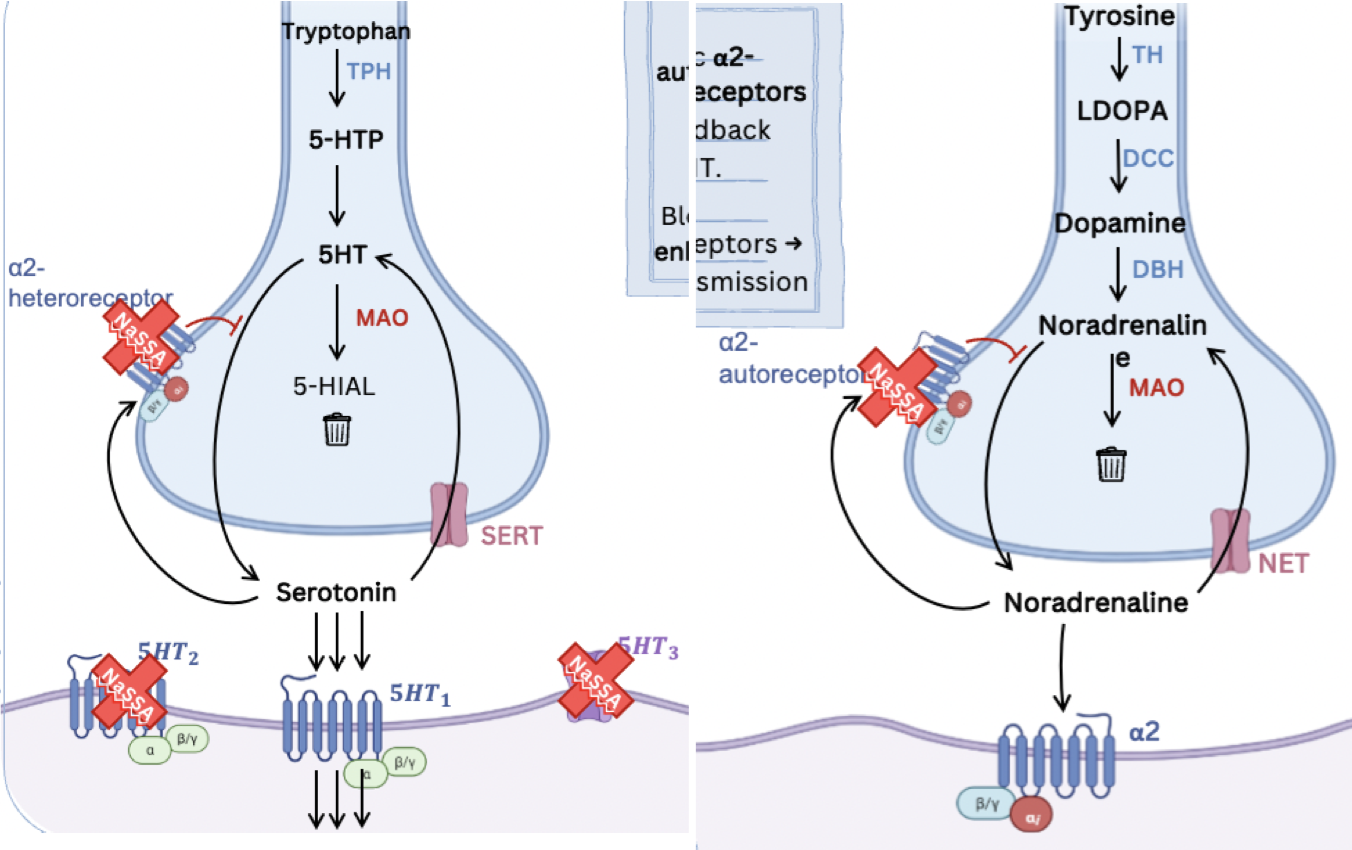 <p>NaSSAs <strong>bind</strong> to and <strong>inhibit both noradrenaline a2-autoreceptors</strong> and <strong>noradrenaline a2-heteroeceptors.</strong></p><p>This action <strong>prevents</strong> the <strong>negative feedback</strong> effect of synaptic noradrenaline on 5-HT and noradrenaline neurotransmission, <strong>sustaining neurotransmission</strong>.</p><p>NaSSAs also <strong>block 5-HT2 and 5-HT3</strong> receptors on the post-synaptic membrane, which causes <strong>enhanced 5-HT1 mediated neurotransmission</strong>.</p>