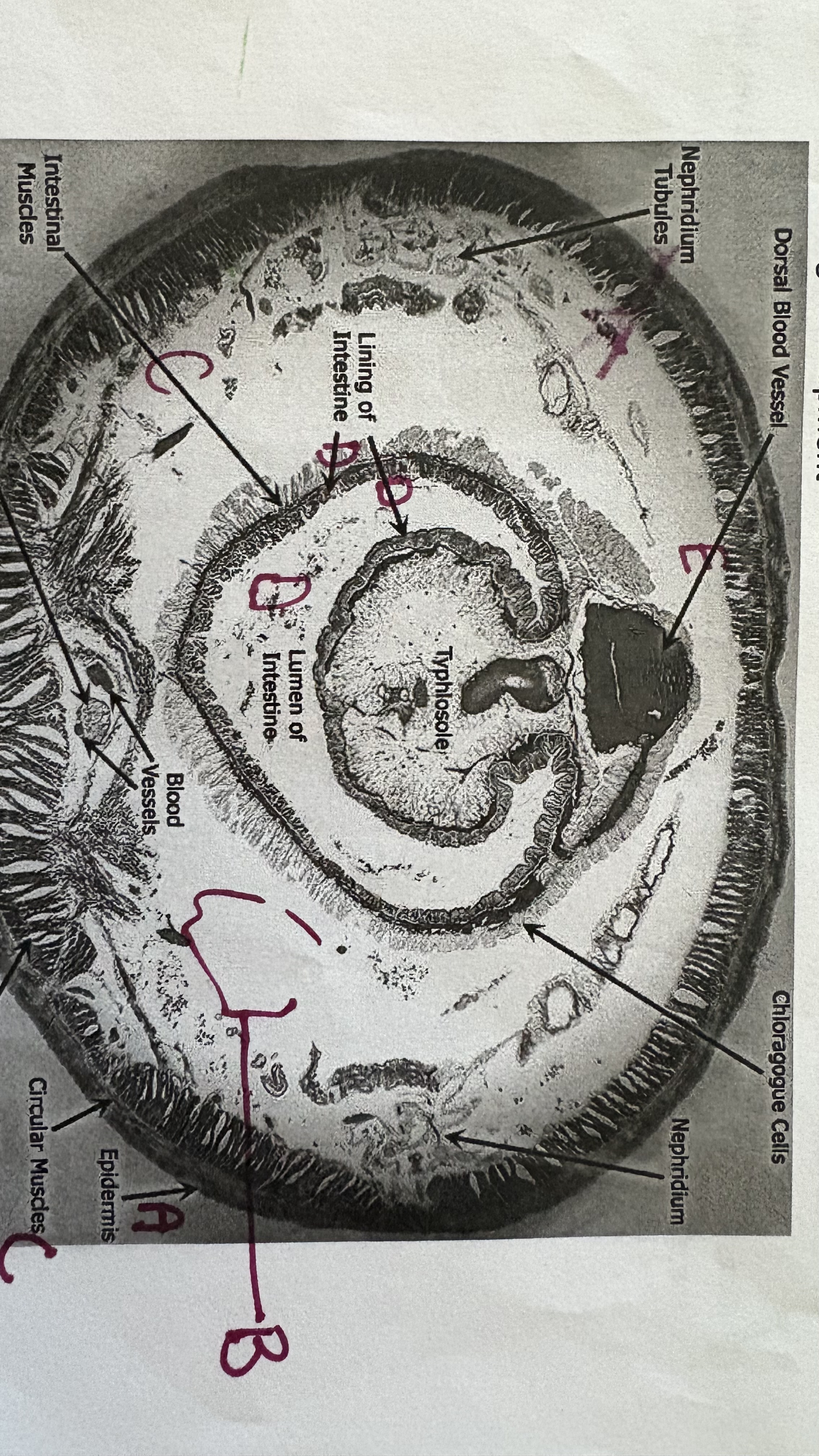 <p>Label D on body cavity on earthworm </p>