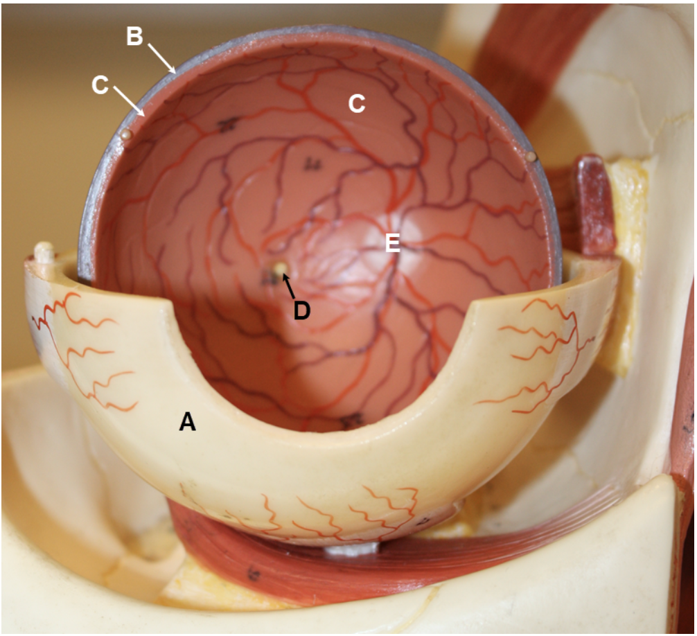 <p><span><span>In the image above, identify structures/parts of the eye wall A-C, and structures D and E.</span></span></p>