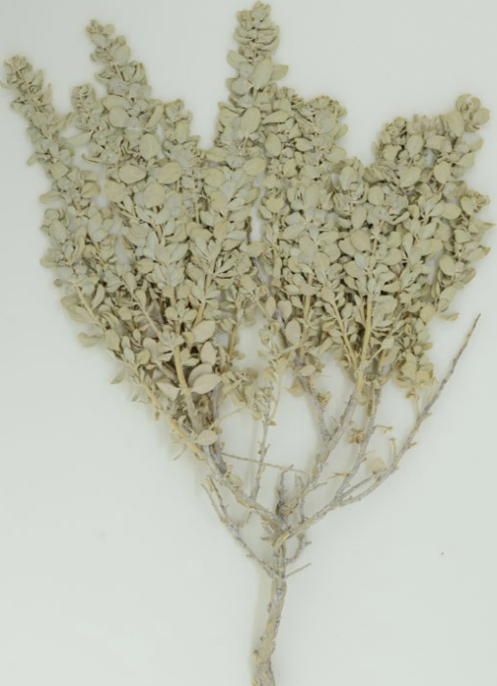 <p>What is this plant’s scientific name?</p>