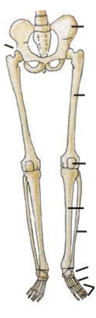 <p>What are names of bones in lower limb and pelvic girdle?</p>