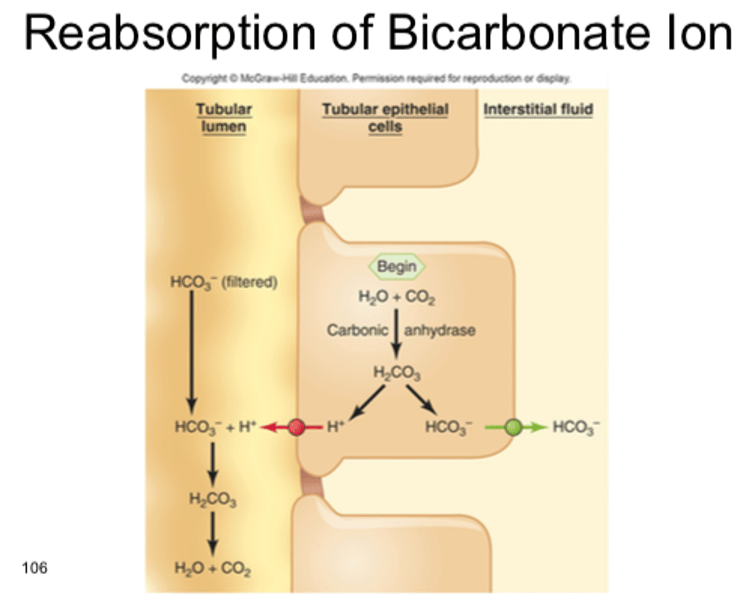 <p>Kidneys filter HCO3- but cannot reabsorb directly</p><p>- Filtered HCO3- is recycled into new HCO3- then reabsorbed</p>