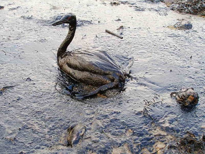 <p>El derrame de petróleo</p>