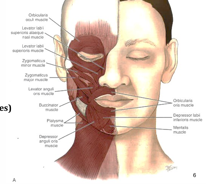 <p>Origin- alveolar processes of maxilla and mandible pterygomandibular raphe </p><p>insertion- skin tissues at the angle of the mouth </p><p>action- pulls the angle of the mouth laterally </p>