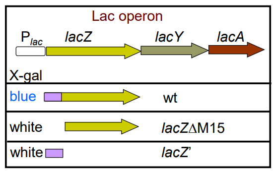 <p>How does <strong>blue white screening work</strong>? (slide 34-35)</p>