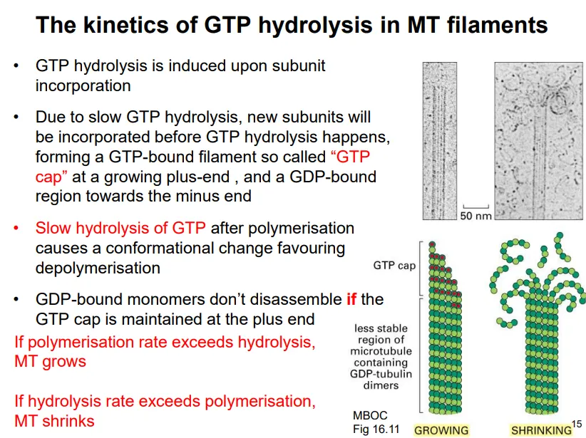 <ul><li><p><strong>self-assembly</strong> from scratch is <strong>difficult </strong>because <strong>13 </strong>subunits need to interact laterally, which is <strong>energetically unfavourable</strong></p></li><li><p>in cells <strong>gamma-tubulin ring complexes </strong>are used in initiation to act as <strong>structural templates</strong> for the alpha-tubulin of the heterodimers to bind (at the <strong>minus </strong>end)</p></li><li><p>these complexes are <strong>anchored </strong>at particular organelles</p></li></ul><p></p><ul><li><p>tubulin monomers, bound to <strong>GTP</strong>, are added to the <strong>plus </strong>end</p></li><li><p>the GTP provides strong lateral interactions for stability</p></li><li><p>once a monomer associates, it triggers<strong> GTP hydrolysis </strong>by the <strong>beta</strong>-tubulin subunit</p></li><li><p>this is very <strong>slow</strong>, so new subunits can incorporate before GTP hydrolysis is achieved, creating a <strong>GTP cap </strong>at the plus end</p></li><li><p>the GDP-bound heterodimer has a different conformation, which can <strong>induce dissociation </strong>if the GTP cap isn’t maintained (when the hydrolysis rate <strong>> </strong>polymerisation rate), resulting in shrinkage, and vice versa</p></li><li><p>this is <strong>dynamic instability</strong>, which can result in complete depolymerisation if there are no GTP-bound dimers to rescue the growth</p></li></ul><p></p>