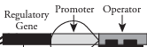 <p>Promoter</p>