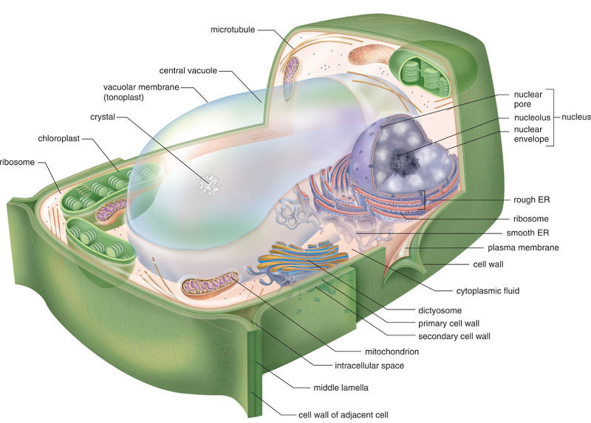 Plant cell