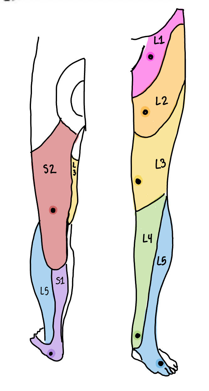 <p>anteromedial proximal thigh</p>